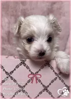Lily, a female Maltipoo for sale in Tempe, AZ – Photo 1 of 10