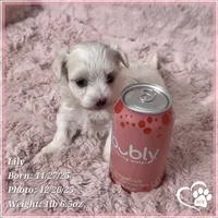 Lily, a female Maltipoo for sale in Tempe, AZ – Photo 5 of 10