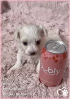 Lily, a female Maltipoo for sale in Tempe, AZ – Photo 10 of 10