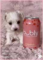 Lily, a female Maltipoo for sale in Tempe, AZ – Photo 7 of 10