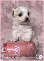 Lily, a female Maltipoo for sale in Tempe, AZ – Photo 8 of 10
