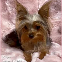 Freya the Teacup, a female Yorkshire Terrier for sale in Tempe, AZ – Photo 7 of 10