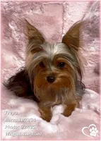 Freya the Teacup, a female Yorkshire Terrier for sale in Tempe, AZ – Photo 7 of 10