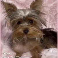 Freya the Teacup, a female Yorkshire Terrier for sale in Tempe, AZ – Photo 1 of 10