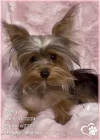 Freya the Teacup, a female Yorkshire Terrier for sale in Tempe, AZ – Photo 1 of 10