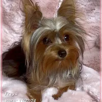 Freya the Teacup, a female Yorkshire Terrier for sale in Tempe, AZ – Photo 4 of 10