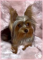 Freya the Teacup, a female Yorkshire Terrier for sale in Tempe, AZ – Photo 4 of 10