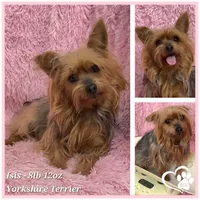 Freya the Teacup, a female Yorkshire Terrier for sale in Tempe, AZ – Photo 10 of 10