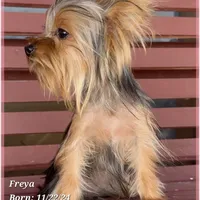 Freya the Teacup, a female Yorkshire Terrier for sale in Tempe, AZ – Photo 6 of 10