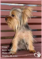 Freya the Teacup, a female Yorkshire Terrier for sale in Tempe, AZ – Photo 6 of 10
