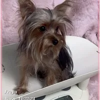 Freya the Teacup, a female Yorkshire Terrier for sale in Tempe, AZ – Photo 2 of 10
