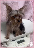 Freya the Teacup, a female Yorkshire Terrier for sale in Tempe, AZ – Photo 2 of 10