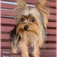 Freya the Teacup, a female Yorkshire Terrier for sale in Tempe, AZ – Photo 5 of 10
