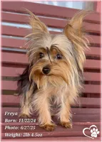 Freya the Teacup, a female Yorkshire Terrier for sale in Tempe, AZ – Photo 5 of 10