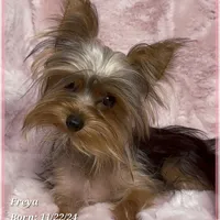Freya the Teacup, a female Yorkshire Terrier for sale in Tempe, AZ – Photo 8 of 10