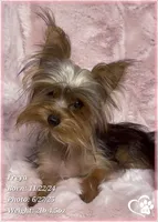 Freya the Teacup, a female Yorkshire Terrier for sale in Tempe, AZ – Photo 8 of 10