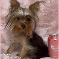 Freya the Teacup, a female Yorkshire Terrier for sale in Tempe, AZ – Photo 3 of 10
