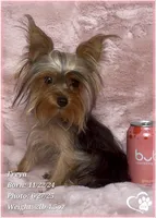 Freya the Teacup, a female Yorkshire Terrier for sale in Tempe, AZ – Photo 3 of 10