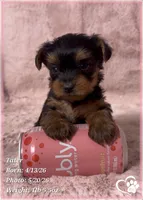 Tater, a male Yorkshire Terrier for sale in Tempe, AZ – 8 of 10