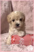 Aramis, a male Maltipoo for sale in Phoenix, AZ – 8 of 10