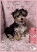 Harley, a female Morkie for sale in Tempe, AZ – 6 of 10