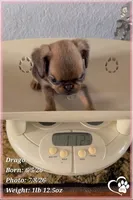 Drago, a male Brussels Griffon for sale in Tempe, AZ – 6 of 9