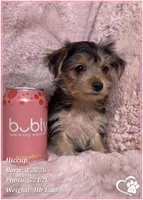 Hiccup, a female Morkie for sale in Tempe, AZ – 2 of 10