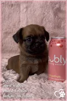 Zorro, a male Brussels Griffon for sale in Phoenix, AZ – 5 of 10