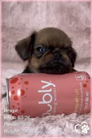 Drago, a male Brussels Griffon for sale in Tempe, AZ – 3 of 9