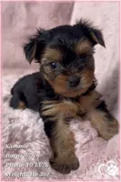 Sammie, a male Yorkshire Terrier for sale in Phoenix, AZ – 6 of 10