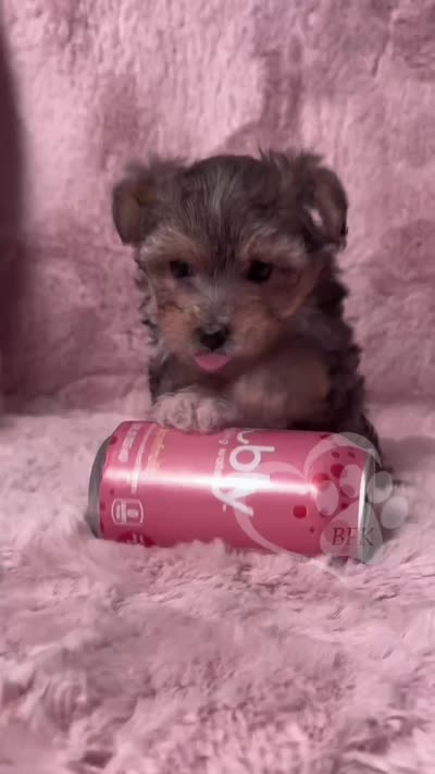 Scamp the Morkie Poo, a male Yorkipoo and Maltese for sale in Tempe, AZ – 9 of 9