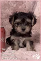 Sparky (3 sisters available also), a male Morkie for sale in Tempe, AZ – 6 of 9
