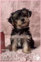 Sweetie, a female Morkie for sale in Tempe, AZ – 6 of 9