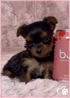 Chip, a male Yorkshire Terrier for sale in Tempe, AZ – 3 of 10