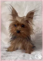 Freya the Teacup, a female Yorkshire Terrier for sale in Tempe, AZ – 1 of 9