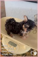 Giselle, a female Morkie for sale in Phoenix, AZ – 5 of 7