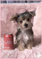 Hannah, a female Morkie for sale in Tempe, AZ – 3 of 8