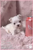 Mack, a male Maltese for sale in Phoenix, AZ – 1 of 10