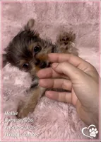 Hallie, a female Morkie for sale in Tempe, AZ – 4 of 10