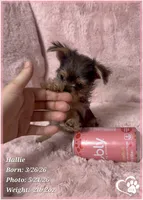 Hallie, a female Morkie for sale in Tempe, AZ – 8 of 10