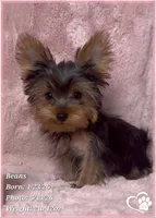 Beans, a male Yorkshire Terrier for sale in Tempe, AZ – 2 of 10