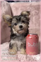 Roger the Morkie, a male Morkie for sale in Phoenix, AZ – 3 of 10