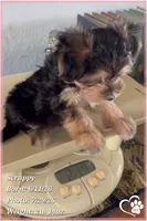 Scrappy the Morkie Poo, a male Yorkipoo and Maltese for sale in Tempe, AZ – 5 of 9