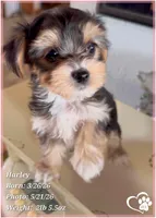 Harley, a female Morkie for sale in Tempe, AZ – 10 of 10