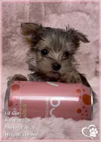 Lil Gio, a male Morkie for sale in Tempe, AZ – Photo 10 of 10