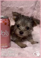 Lil Gio, a male Morkie for sale in Tempe, AZ – Photo 4 of 10