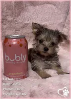 Lil Gio, a male Morkie for sale in Tempe, AZ – Photo 7 of 10