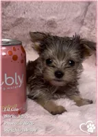 Lil Gio, a male Morkie for sale in Tempe, AZ – Photo 3 of 10