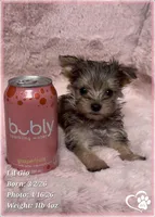 Lil Gio, a male Morkie for sale in Tempe, AZ – Photo 5 of 10