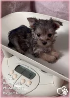 Lil Gio, a male Morkie for sale in Tempe, AZ – Photo 6 of 10